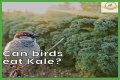 Can Birds Eat Herbs? - Kylon Powell