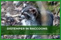 Can Raccoons Get Distemper? - Kylon Powell
