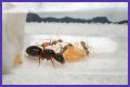 How To Get Ants Out Of Keurig?